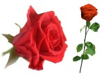 Ewige Rose