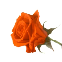 Ewige Rose orange