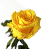 Ewige Rose gelb