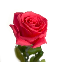 Ewige Rose rosa