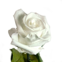 Ewige Rose weiss