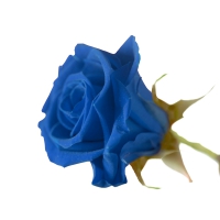 Ewige Rose blau