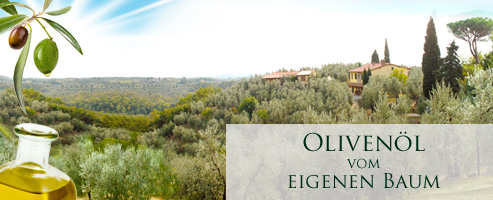 Olivenöl vom eigenen Baum ernten