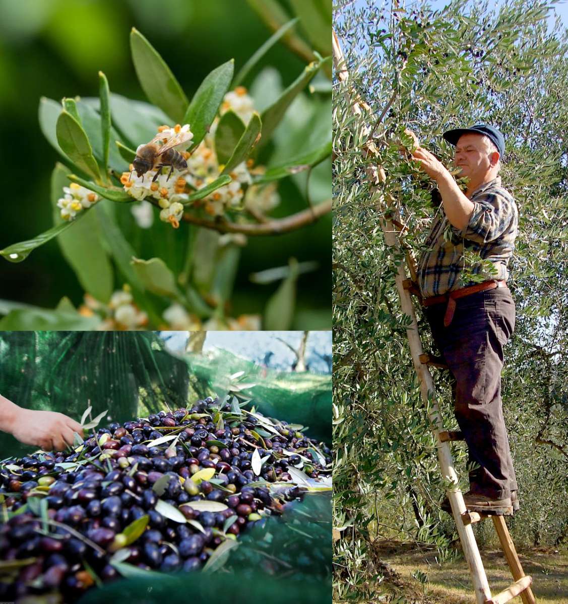 Persnliches Geschenk mit bestem Olivenl aus Griechenland vom eigenen Baum  | Mondland Geschenkideen