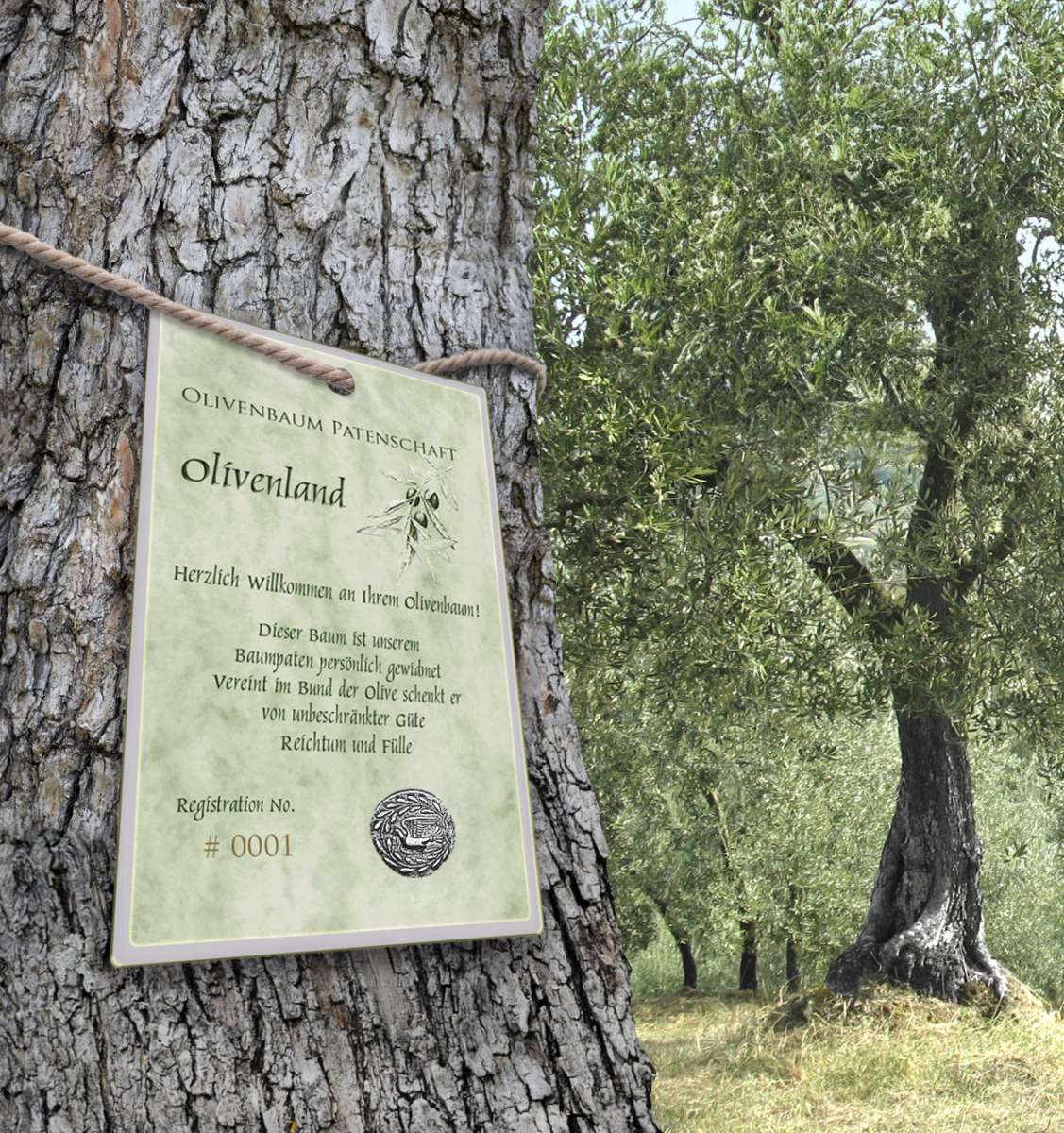 Olivenbaum Patenschaft in Griechenland  ein persnliches Geschenk mit  Tradition und Geschmack | Mondland Geschenkideen